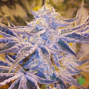 OG High Mac